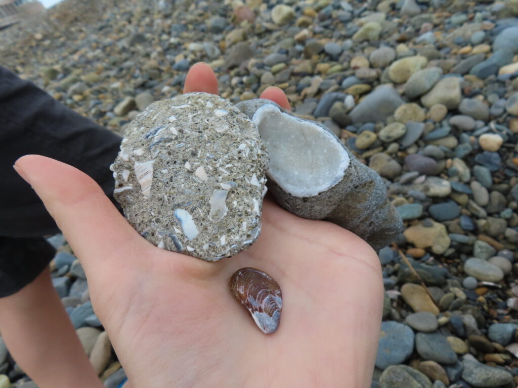 石に埋まる貝殻